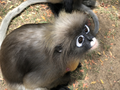 叶猴,食品,黄昏,婴儿,等,猴子,可爱的,动物主题,热带气候,野生动物