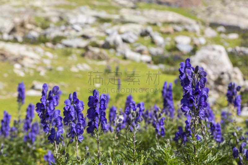 野花,乌头属植物,美,水平画幅,无人,夏天,户外,特写,高处,植物