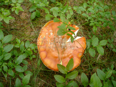 真菌,室内地面,木耳科,环境,图像,食用菌,草,叶子,无人,蘑菇