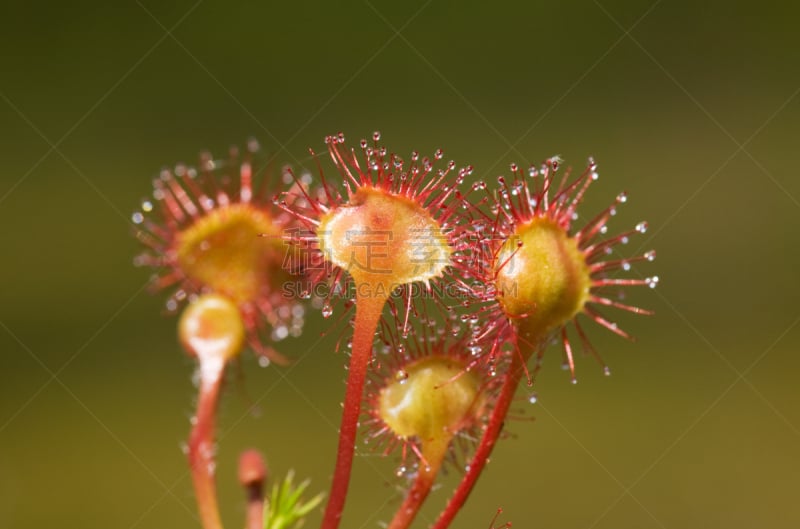 茅膏菜,自然,野生动物,水平画幅,绿色,小的,无人,特写,红色,植物