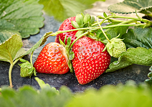 草莓,有机食品,农场,自然,菜园,水平画幅,水果,无人,户外,未成熟的