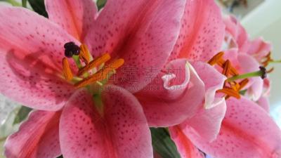 花的组成部分,百合花,花粉管,花粉粒,花柱头,灯丝,美国,芳香的,水平画幅,植物的组成部分