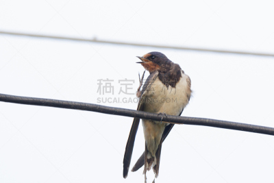 家燕,自然,野生动物,水平画幅,无人,鸟类,鸣鸟,野外动物,户外,北美歌雀