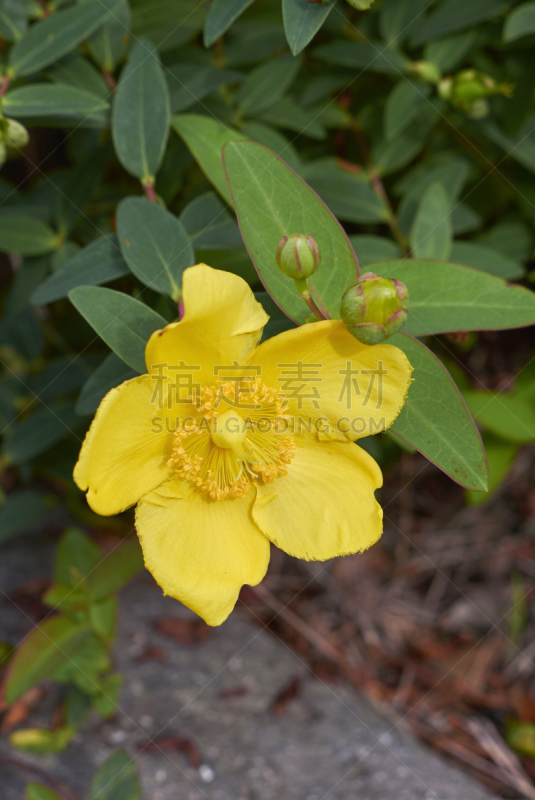 Hypericum patulum