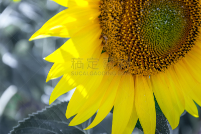 白色背景,向日葵,大特写,黑色,白色,农业,自然,黄色,背景分离,图像