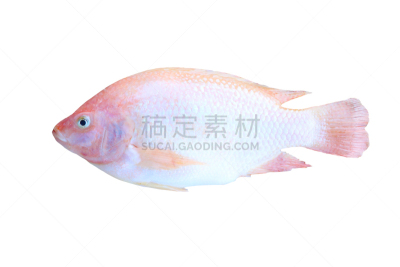 鱼类,红宝石,白色背景,分离着色,清新,食品,从容态度,餐馆,动物,人的眼睛