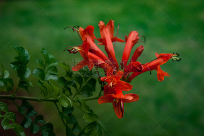 橙色,红色,花朵,运动模糊,忍冬,园林,斗篷,深的,花,点燃