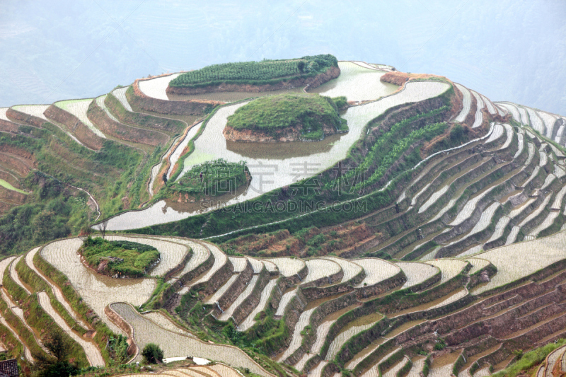 龙脊梯田,广西壮族自治区,梯田,中国,稻,壮族,瑶族,苗族,龙胜,阳朔