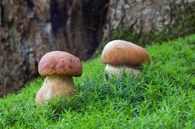 森林,美味牛肝菌,两个物体,自然,褐色,芳香的,水平画幅,孢子,素食,无人