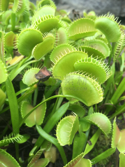 捕蝇草,菜园,垂直画幅,植物,绿色,无人,特写,肉食植物,摄影