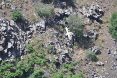 egyptian vulture,戈兰高地,加里肋亚,自然,天空,公园,野生动物,水平画幅,蓝色,鸟类