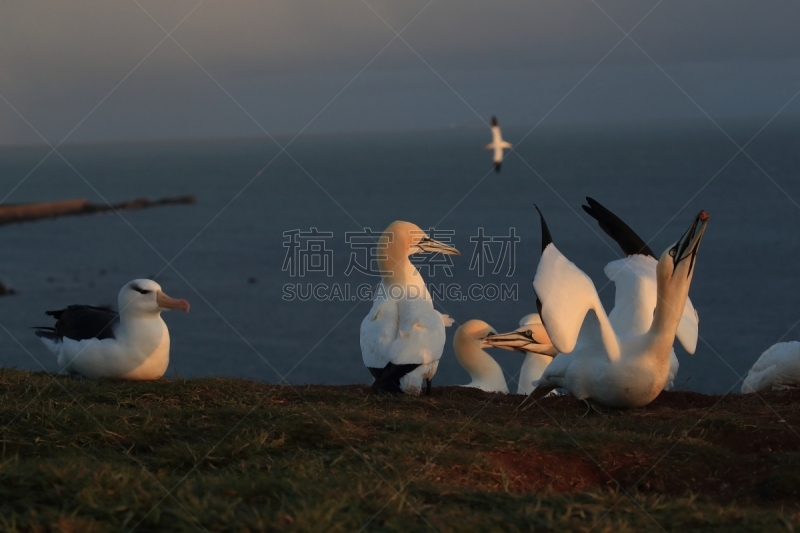 黑尔戈兰岛,岛,德国,黑色,大海鸟,南美,天空,群岛,地名,水平画幅