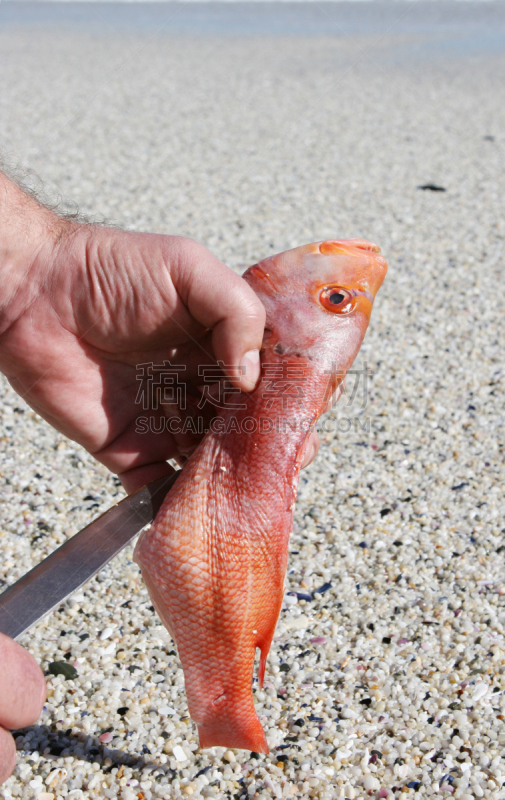 鱼肉,垂直画幅,炊具刀,沙子,海产,户外,海洋,取出内脏,海滩,清新