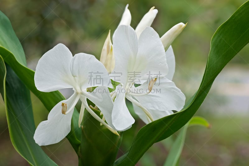 姜花,白色,白姜百合,自然,植物,水平画幅,无人,姜科,花,摄影