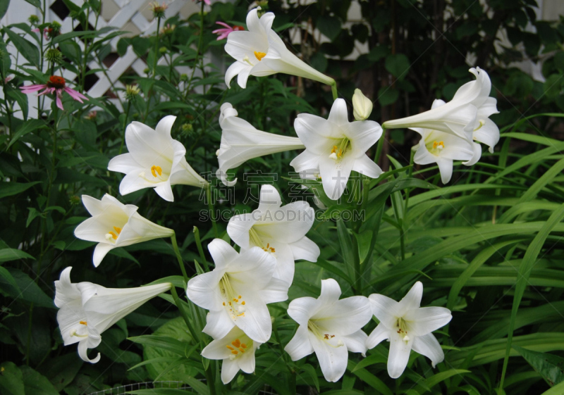 百合花,白色,国门县市,威斯康星,美国,水平画幅,无人,夏天,摄影,花