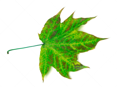 白色,叶子,枫树,干花,褐色,水平画幅,阴影,干的,特写,植物