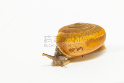 蜗牛,白色,营养学家,腹足动物,自然,水平画幅,软体动物,缓慢的,鼻涕虫,泰国
