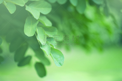 深情的,自然,绿色,背景,美,留白,水平画幅,夏天,单色调,前景聚焦