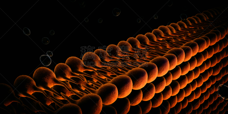 细胞膜,细胞,水平画幅,固定的,绘画插图,全景,糖蛋白,人,科学,生物学