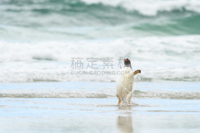巴布亚企鹅,慢跑,湿,福克兰群岛,一月,野生动物,南冰洋,鸟类,波浪,夏天