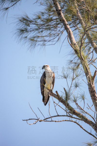 食肉鸟,鱼鹰,垂直画幅,热带鸟,水,褐色,沙子,无人,纳布勒斯,鸟类