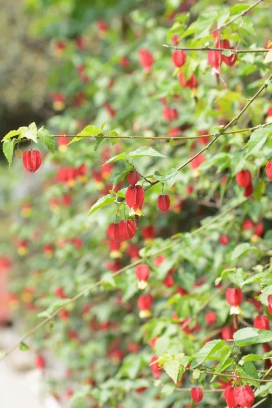蔓性风铃花 灯笼 热带气候 风铃草 有蔓植物 植物 夏天 铃 日本 悬挂的图片素材下载 稿定素材