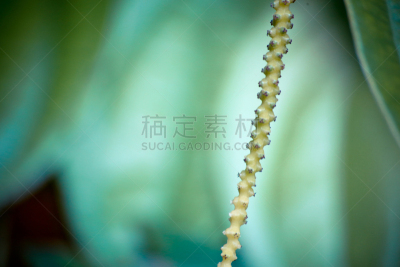 绿色,清新,甜椒炒蛋,笛手,水平画幅,法式食品,特写,植物,叶子,食品