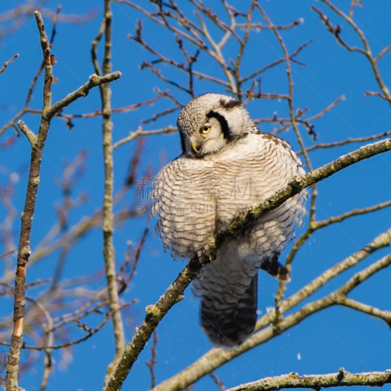 粗糙的,正下方视角,hawk owl,厄普兰,自然,天空,野生动物,灰色,食肉鸟,蓝色