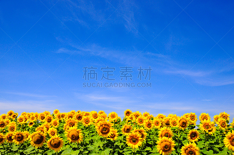 天空,蓝色,黄色,向日葵,在上面,水平画幅,无人,夏天,户外,云景