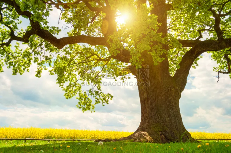 橡树 芸苔 巨大的 一个物体 田地 日光 树干 草地 枝 力量图片素材下载 稿定素材
