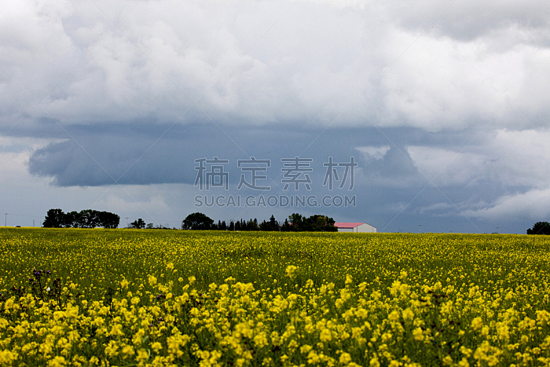 乌云,萨斯喀彻温省,草原,预兆的,自然,暴风雨,水平画幅,无人,夏天,户外