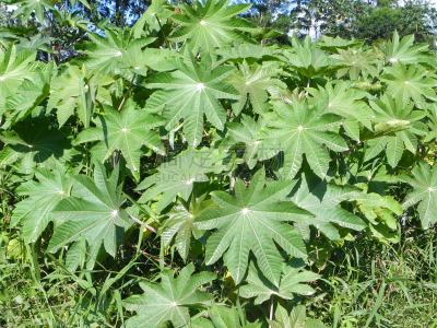 蓖麻,自然,水平画幅,绿色,水果,无人,有毒生物体,健康保健,果树,生物学