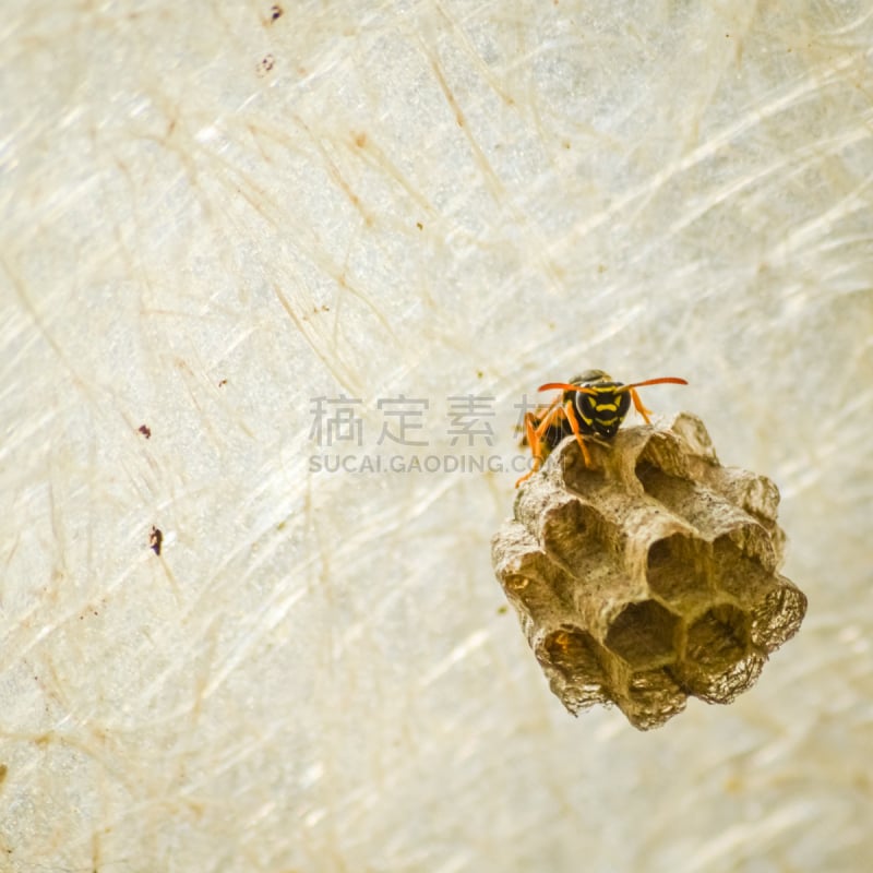 黄蜂,动物的巢,现代,留白,黄蜂巢,无人,动物身体部位,夏天,户外,特写