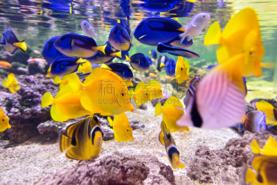 热带鱼,热带淡水鱼,浣熊纹蝴蝶鱼,黄高鳍粗皮鲷,水族馆,鱼缸,颊纹鼻鱼,鱼类,昆虫群,水