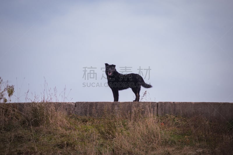 黑色,狗,自然,混凝土墙,格拉斯顿伯利,水平画幅,快乐,秋天,侧面像