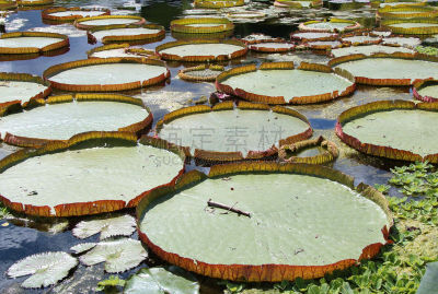 池塘,海洋,玫瑰,水景花园,园艺师,水,美,水生植物,水平画幅,睡莲
