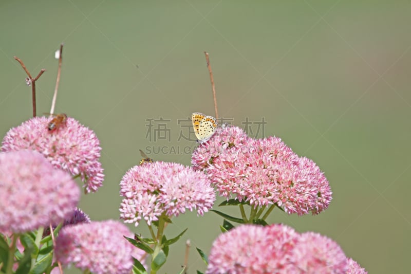 普通蓝蝴蝶,景天属植物,蓝色,意大利,粉色,indian pipe,充满的,颜色,拉丁文名,花