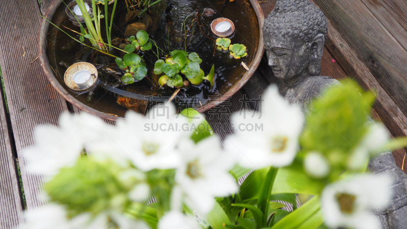 佛,茶蜡,水生植物,水平画幅,蜜蜂,无人,特写,摄影,花