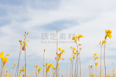黄色,稻田,野花,狸藻,金色,仅一朵花,水平画幅,无人,夏至草,夏天