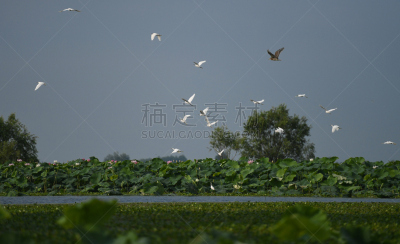 白鹭,水,天空,美,水平画幅,鸟类,巨大的,沼泽,户外,湖