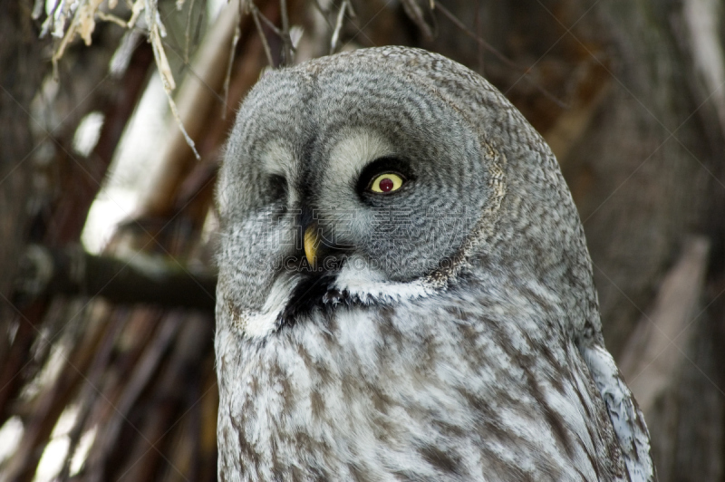 hawk owl,自然,食肉鸟,水平画幅,猫头鹰,鸟类,动物身体部位,肖像,特写,动物