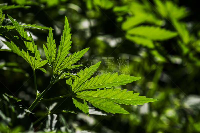 自然,在上面,背景,运动模糊,明亮,暗色,绿色,纹理,反差,危险