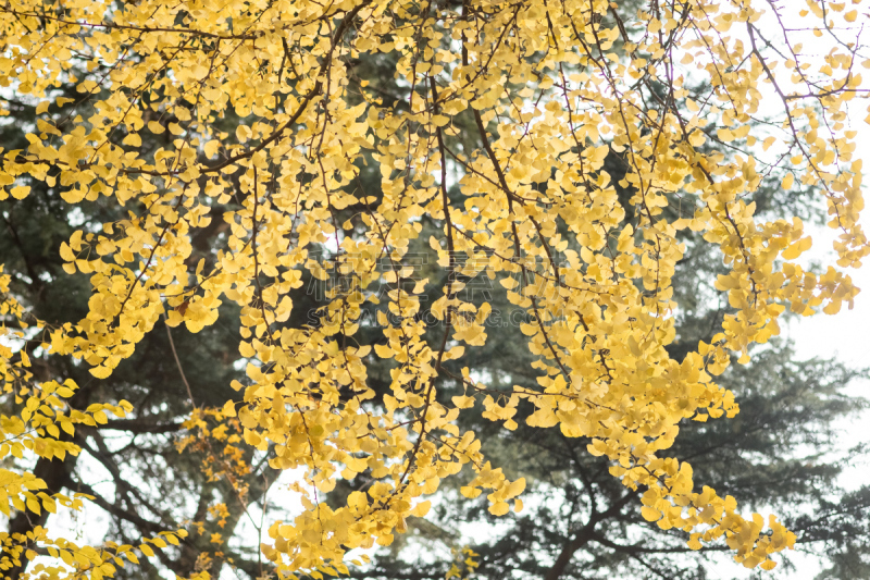 都市风景,自然美,天空,京都府,美,水平画幅,夜晚,曙暮光,旅行者,夏天