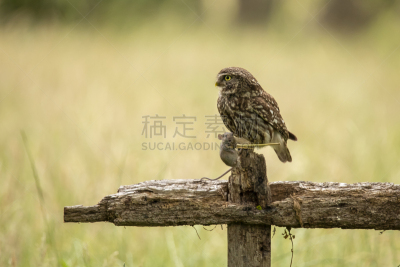 长耳枭,小猫头鹰,灰林枭,野生动物,食肉鸟,水平画幅,无人,猫头鹰,鸟类,鼠