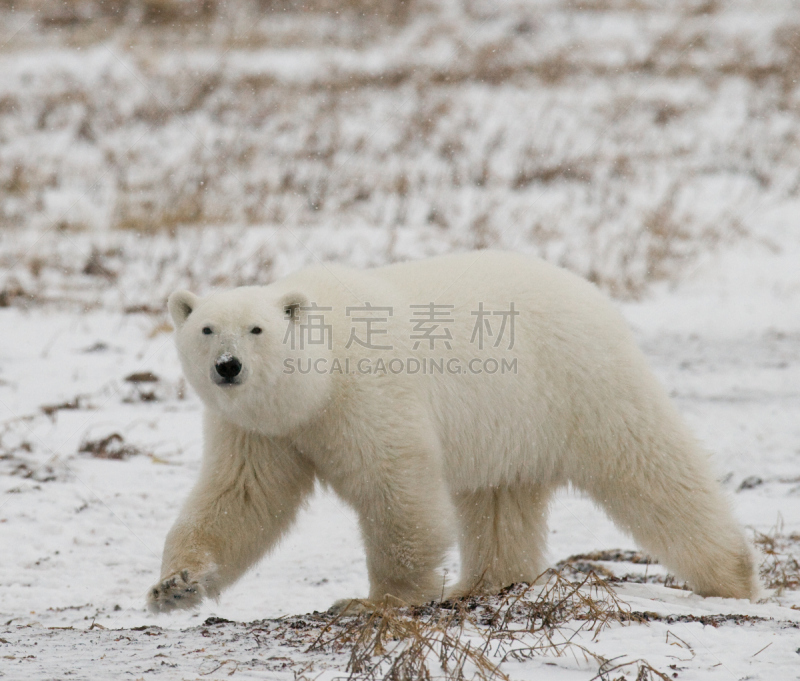 北极熊,冻原,风,暴风雨,国家公园,水平画幅,雪,无人,动物习性,野外动物