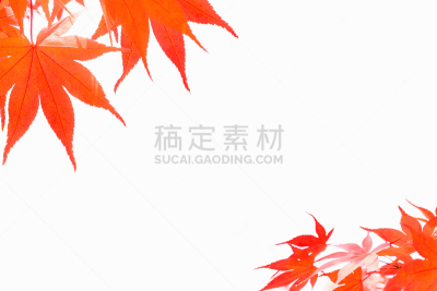 秋天,叶子,分离着色,枫叶,白色背景,纹理效果,枝繁叶茂,干的,明亮,白色