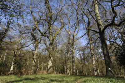 野生动物保护区,forest of dean,自然,水平画幅,无人,著名景点,户外,树林,摄影