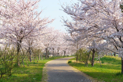 樱花,日本,水,美