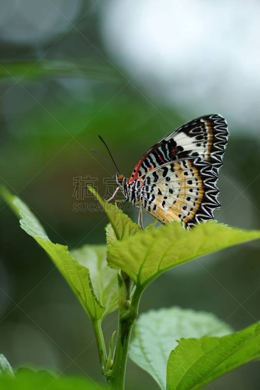 叶子,前景聚焦,蝴蝶,自然,垂直画幅,生物,无人,蓝色,荧光色,闪光蝶