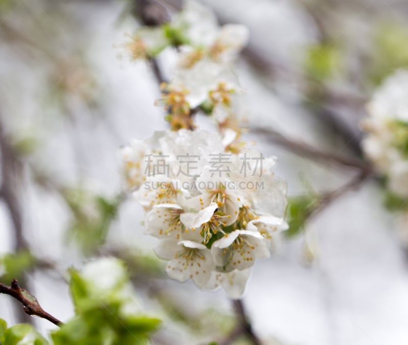 雪,树蛇,无人,哈萨克斯坦,粉色,图像,水平画幅,大自然保护协会,树,摄影